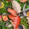 3. Herbstliches Laub