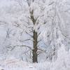 12. Raureif bei Thale (Harz)